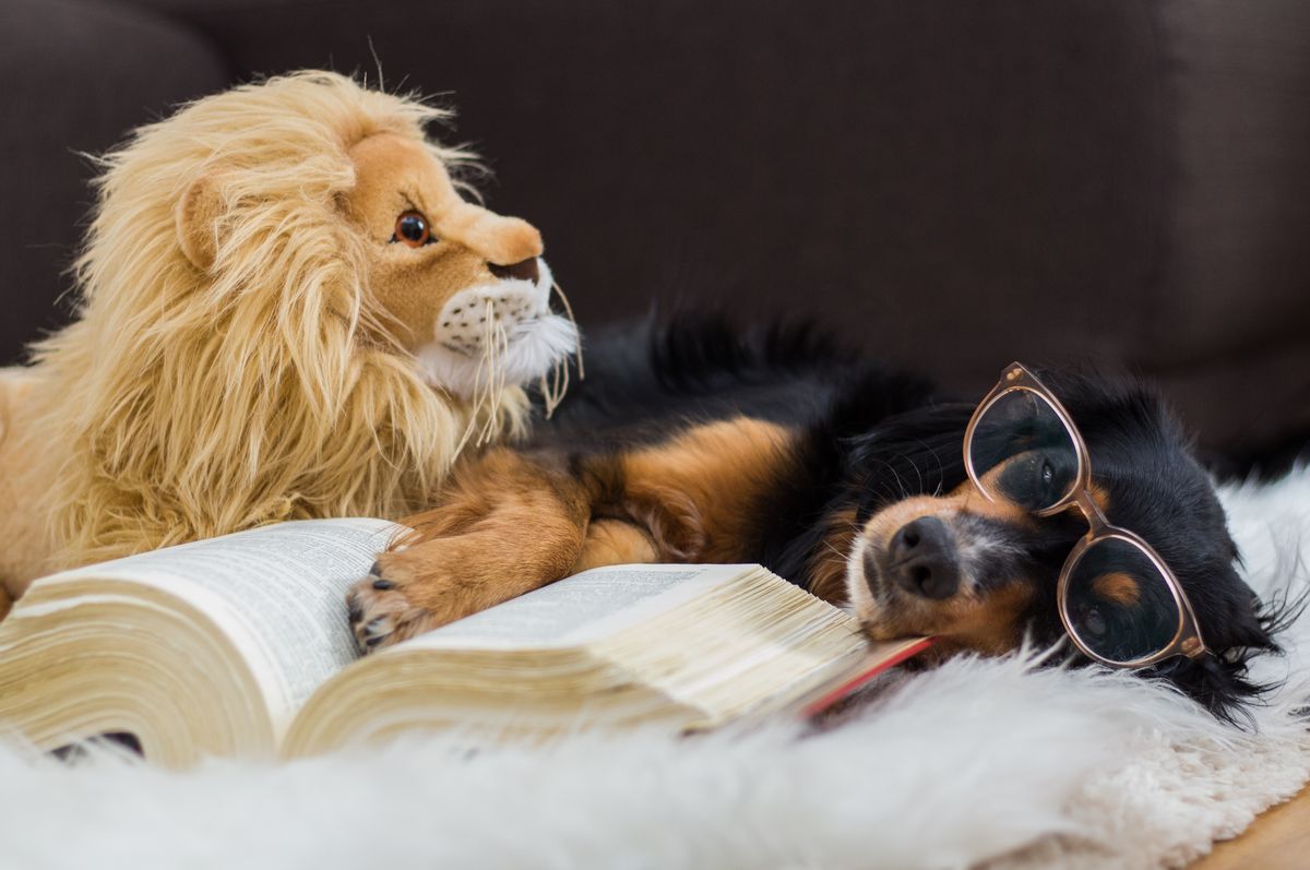 Löwe und Hund beim Lernen.