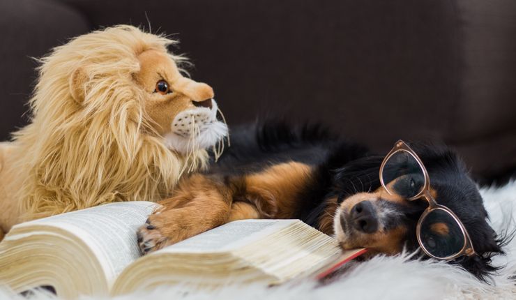 Löwe und Hund beim Lernen.