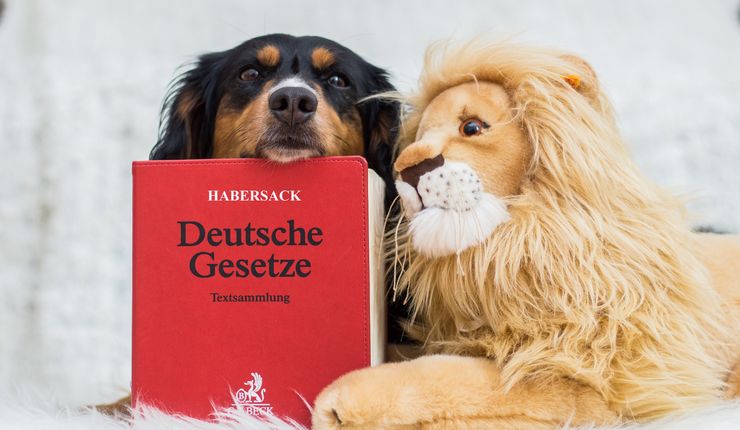 Ein Foto eines Hundes, der seinen Kopf auf einem Habersack-Gesetzesband ablegt. Daneben sitzt ein Löwen-Kuscheltier.