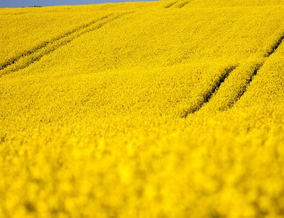 Rapsfeld in der Blütezeit