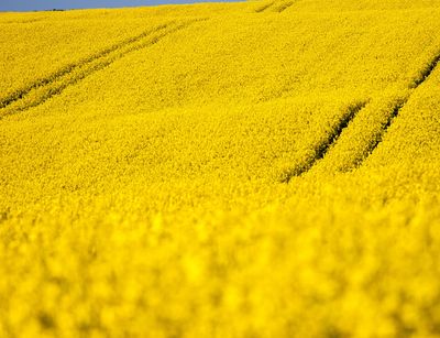 Rapsfeld in der Blütezeit