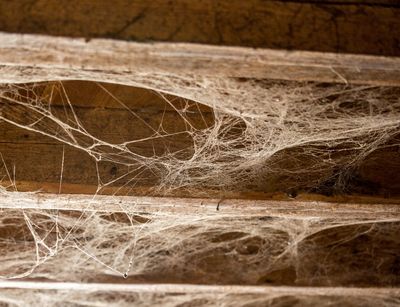 Spinnwebe an einer Holzdecke