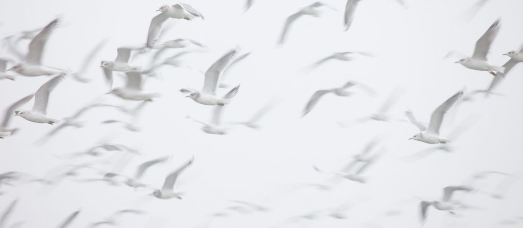 Möwen im Flug
